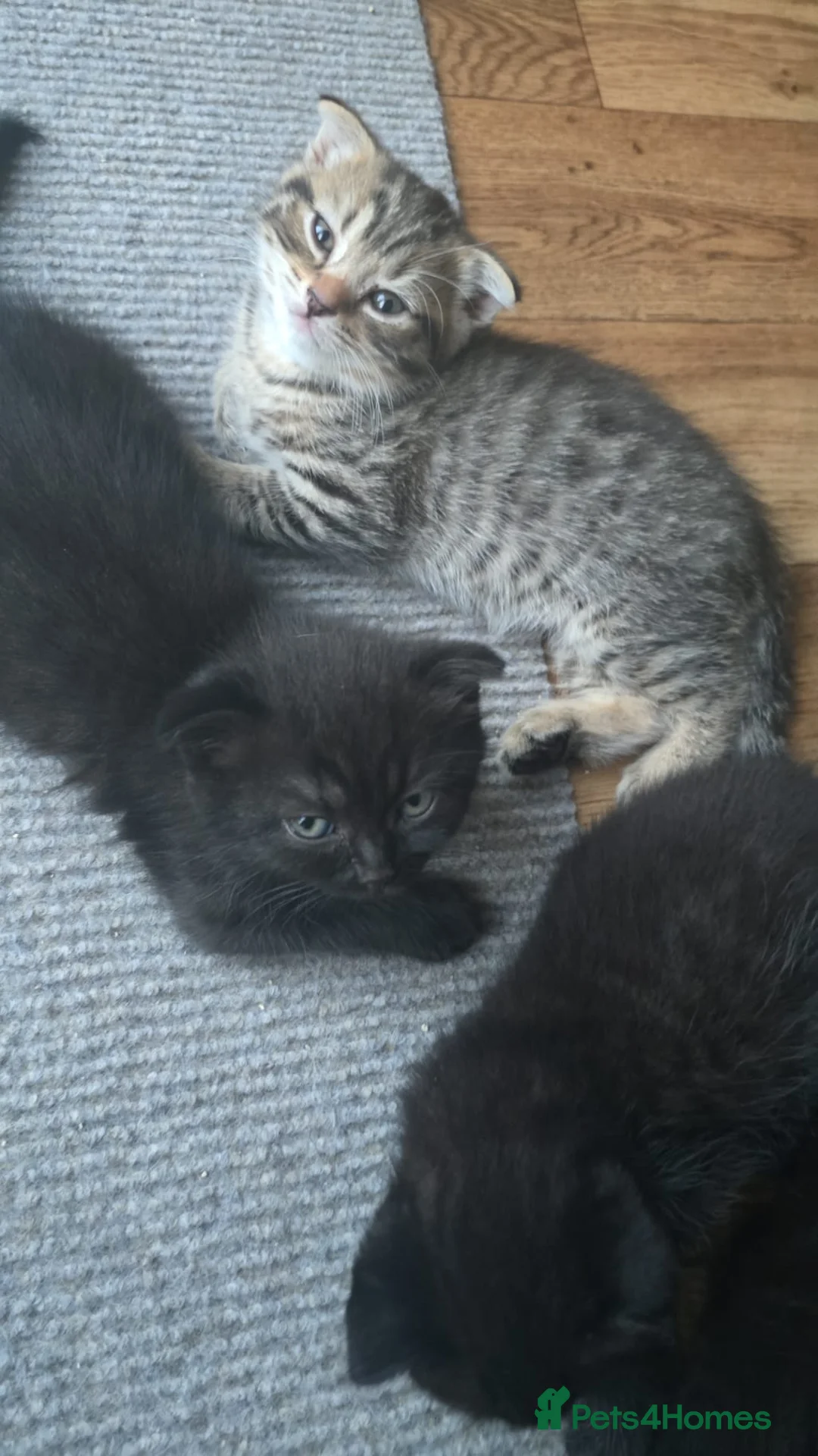 Scottish Fold cats for sale: Full pedigree Scottish fold kittens 8 wks old - Advert 1