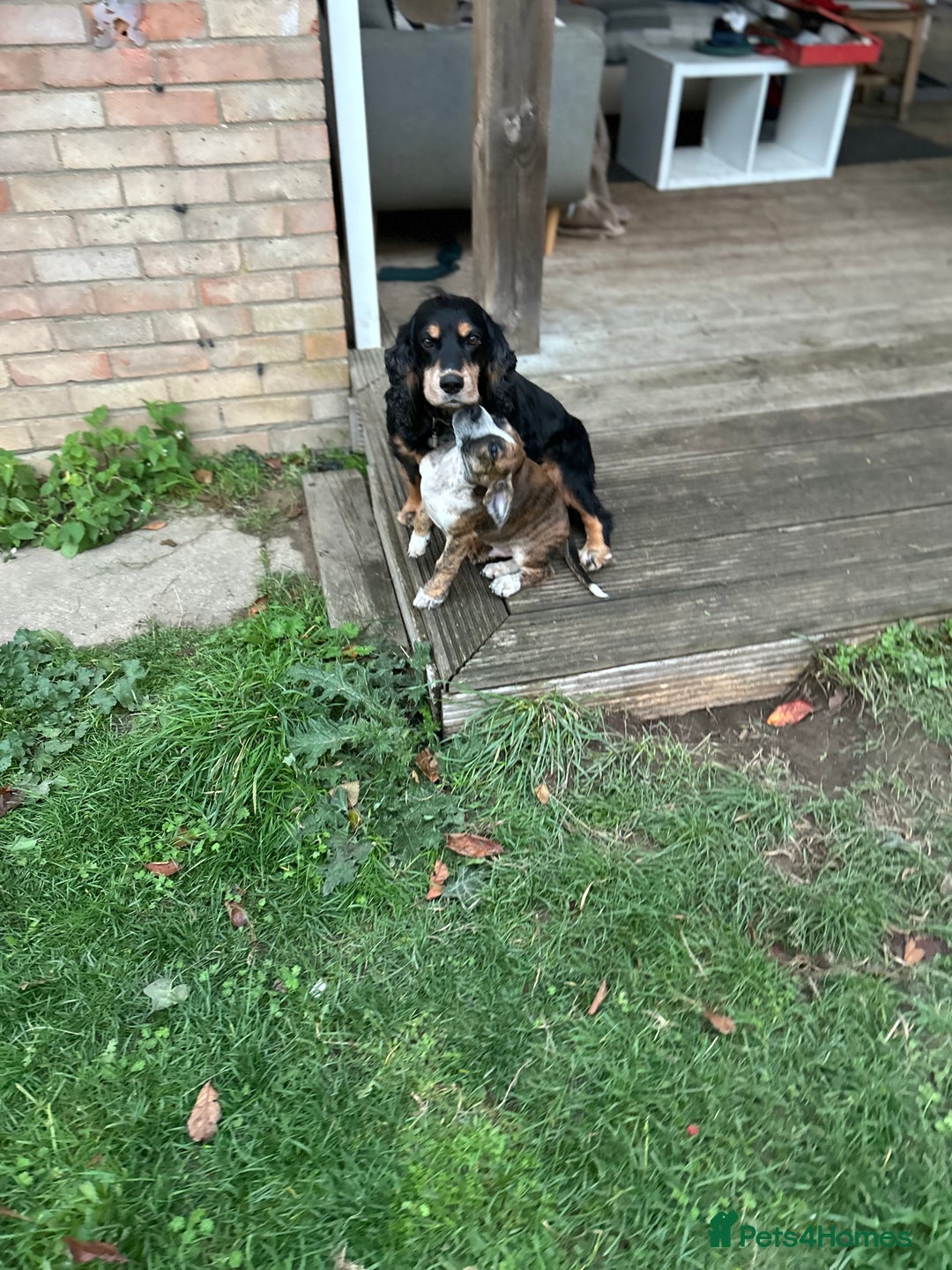 Mixed Breed dogs for sale: Spaniel cross - Advert 1