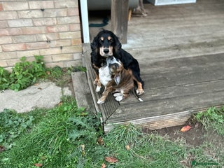 Mixed Breed dogs for sale: Spaniel cross - Advert 1