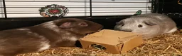 Guinea Pig rodents for sale: Baby guinea pig pairs - Advert 2