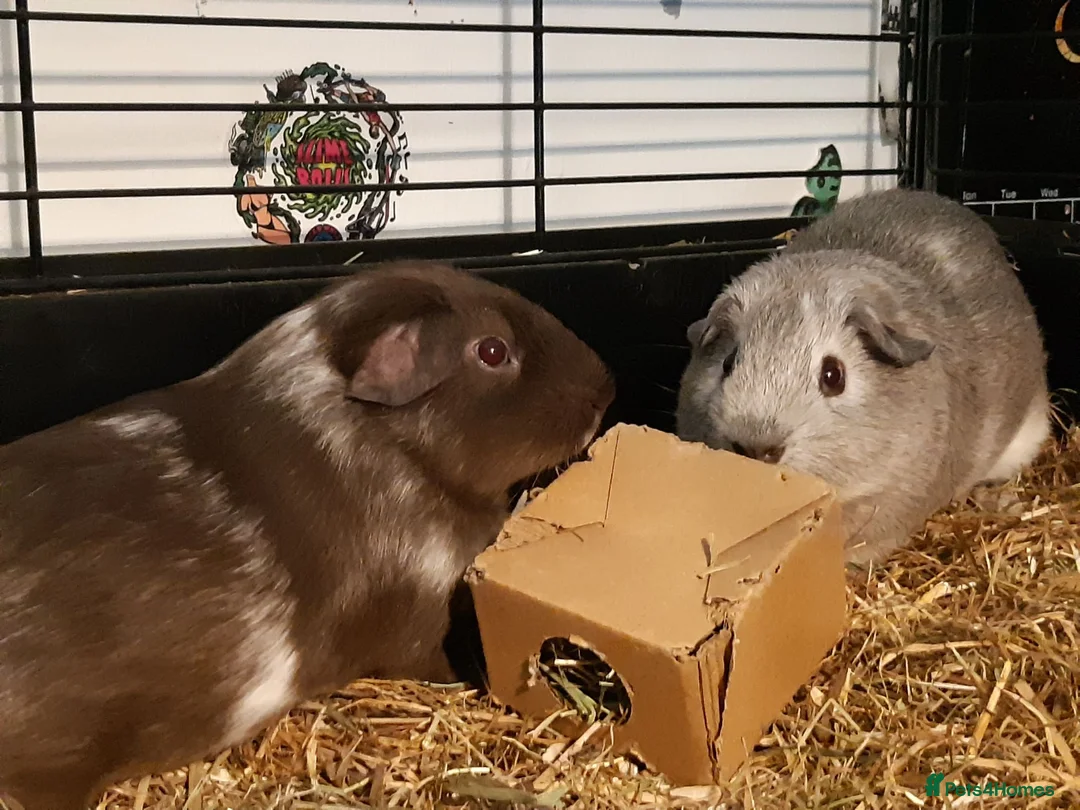 Guinea Pig rodents for sale: Baby guinea pig pairs - Advert 2