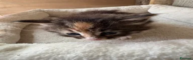 Maine Coon 2