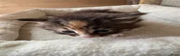 Maine Coon cats for sale: 3 beautiful mainecoon cross girls   - Advert 8