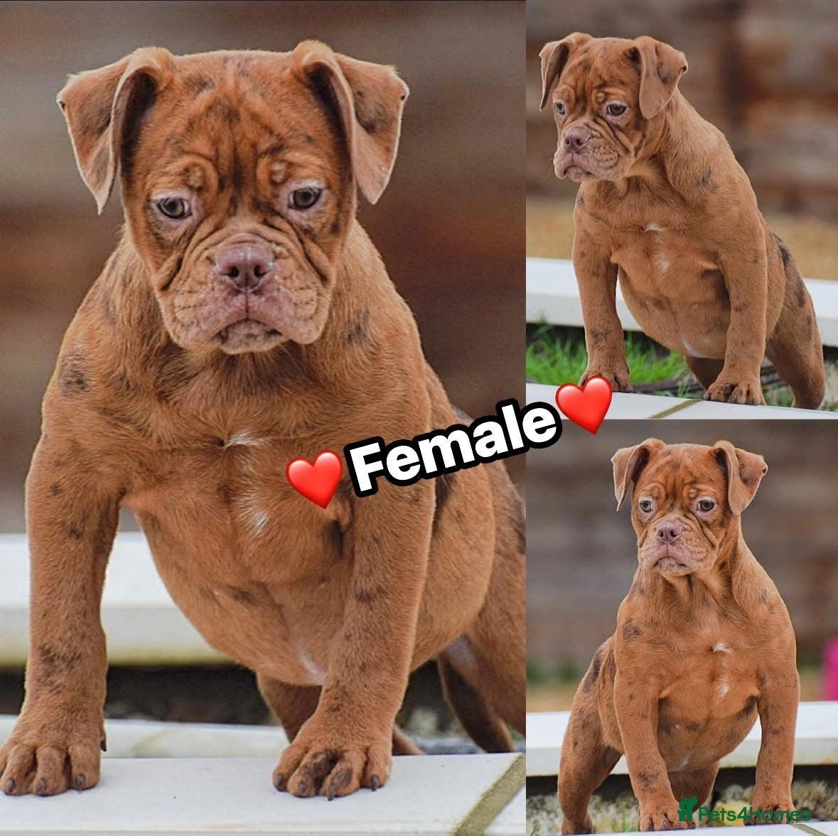 Olde English Bulldogge dogs 23 years Professionals 5⭐️Rated Licensed.  - Advert 13