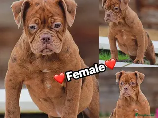 Olde English Bulldogge dogs 23 years Professionals 5⭐️Rated Licensed. - Advert 13