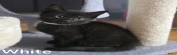 Domestic Shorthair cats for sale: ×2 Black (M) Kittens fully vax flead and dewormed - Advert 17