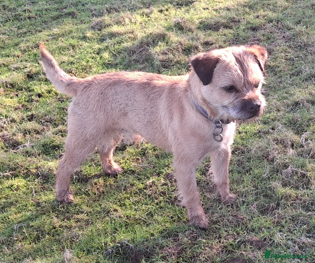 Border Terrier dogs for stud: KC Border Terrier For Stud, SLEM Clear - Advert 5
