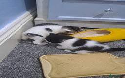 British Shorthair cats for sale: 3 female and 2 male kittens for sale - Image 1