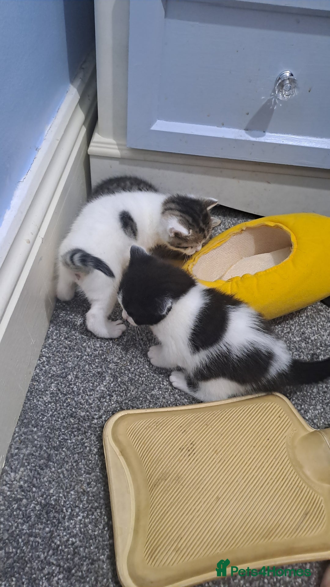 British Shorthair cats for sale: 3 female and 2 male kittens for sale - Image 1