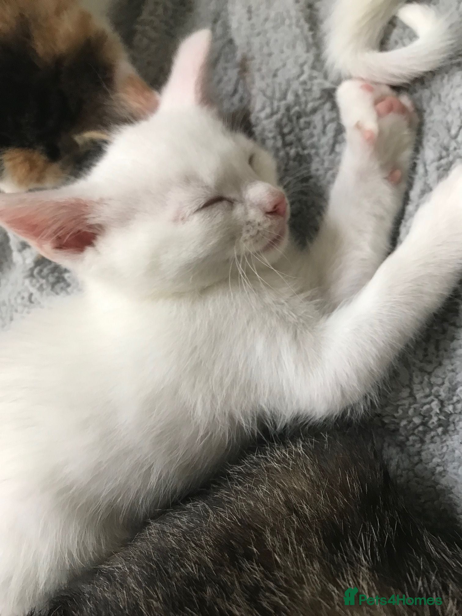 Mixed Breed cats Beautiful kittens 8 weeks old ready now  - Advert 8
