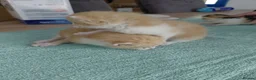 Mixed Breed cats for sale: 3 male and 2 female kittens - Advert 17