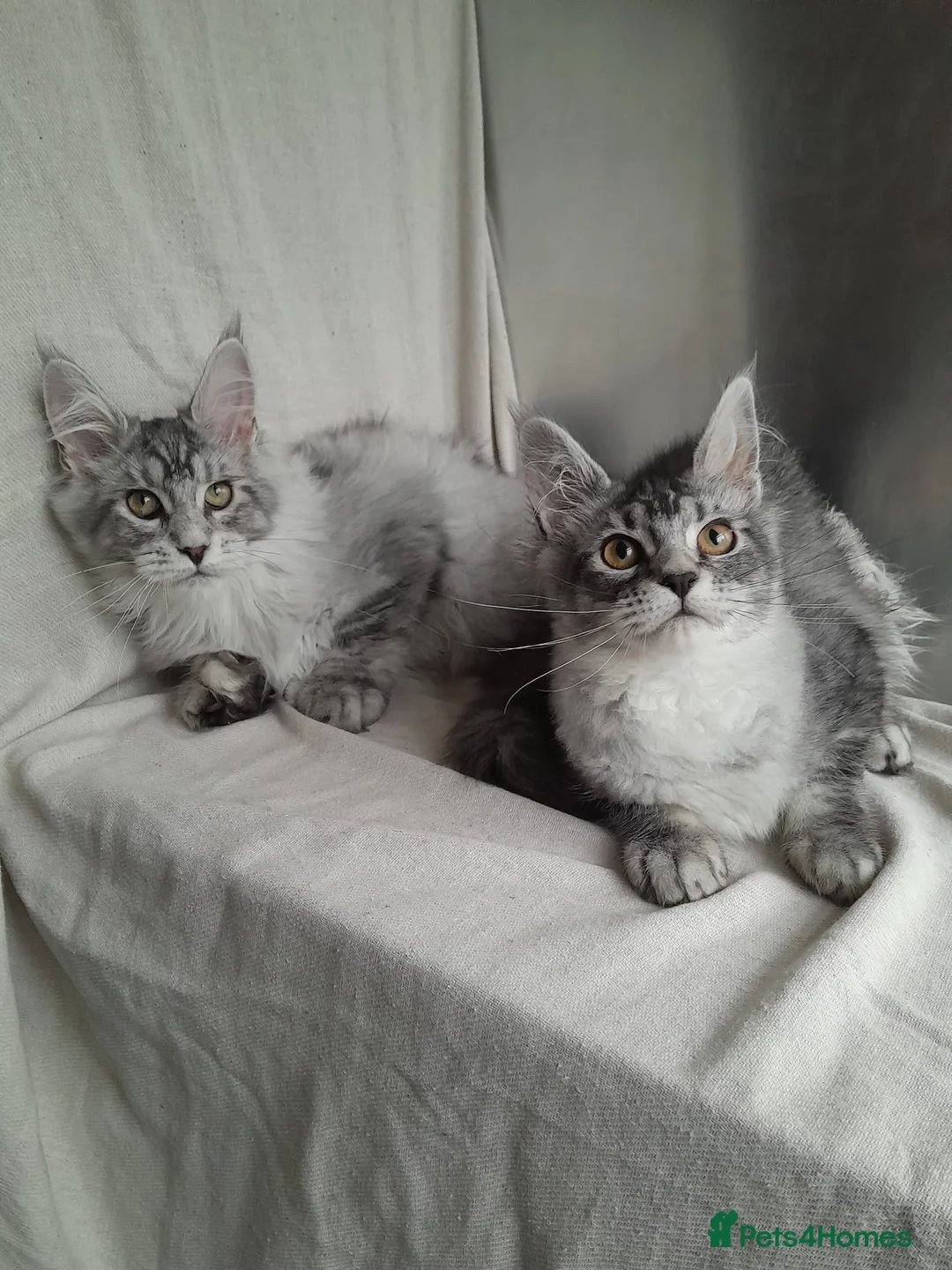 Maine Coon cats for sale: black smoke poly Boy &others 5G TICA maine coon  - Advert 2