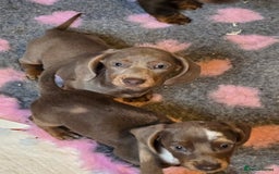 Miniature Dachshund dogs for sale: READY NOW...isabella miniature dachshund pups  - Image 17