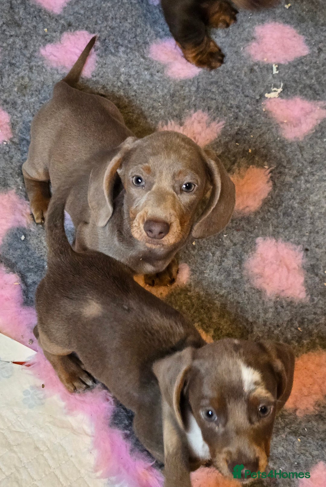 Miniature Dachshund dogs for sale: READY NOW...isabella miniature dachshund pups  - Image 17