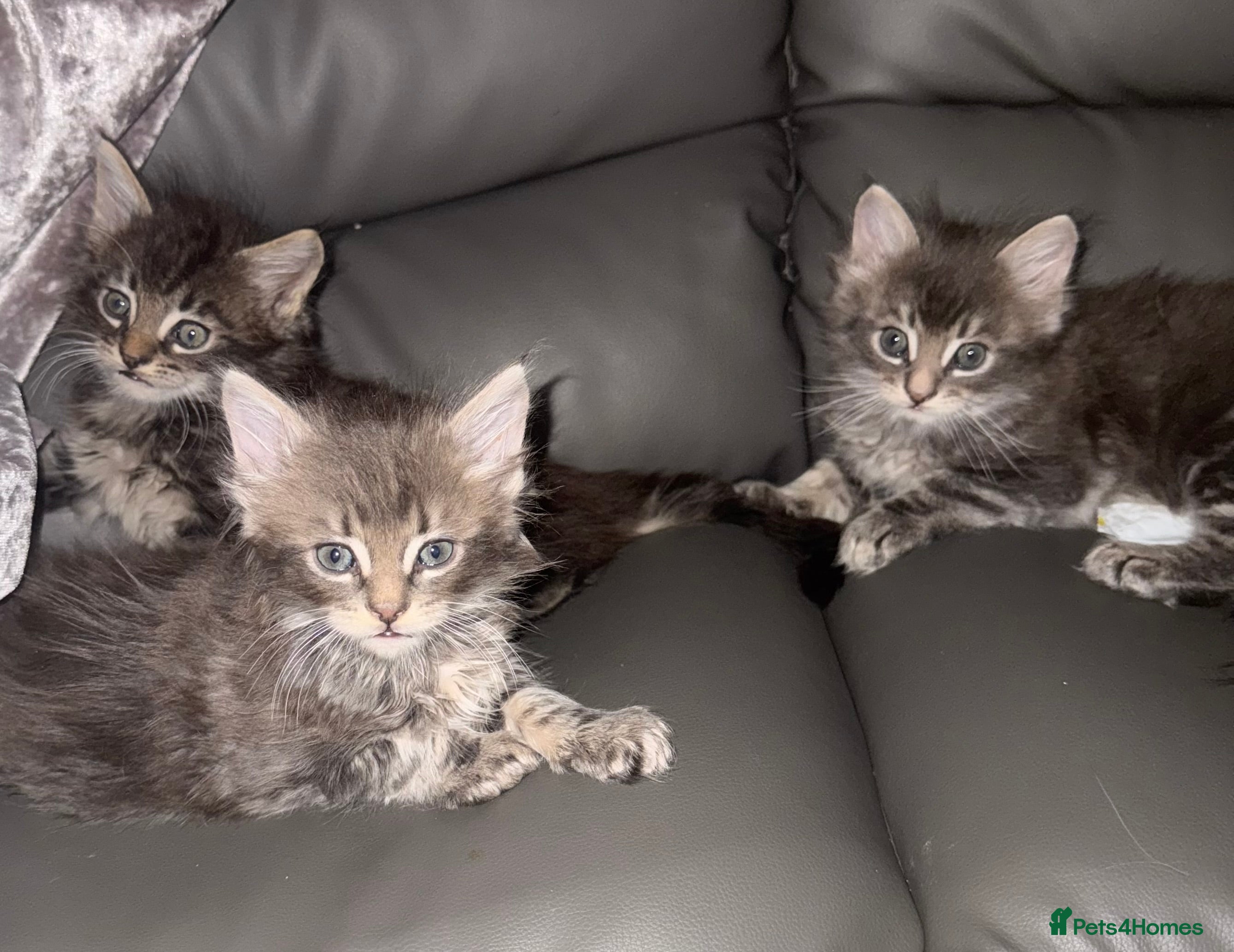 Maine Coon cats Maine Coon kittens  - Advert 3