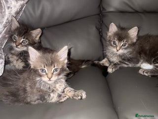 Maine Coon cats Maine Coon kittens - Advert 5