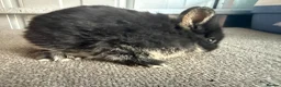 Netherland Dwarf rabbits for sale: Pure Bred Netherland Dwarf Rabbits - Advert 9
