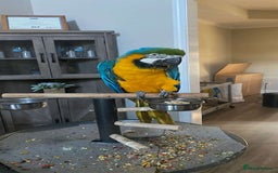 Macaws birds for sale: Blue & Gold Macaw parrots - Advert 3
