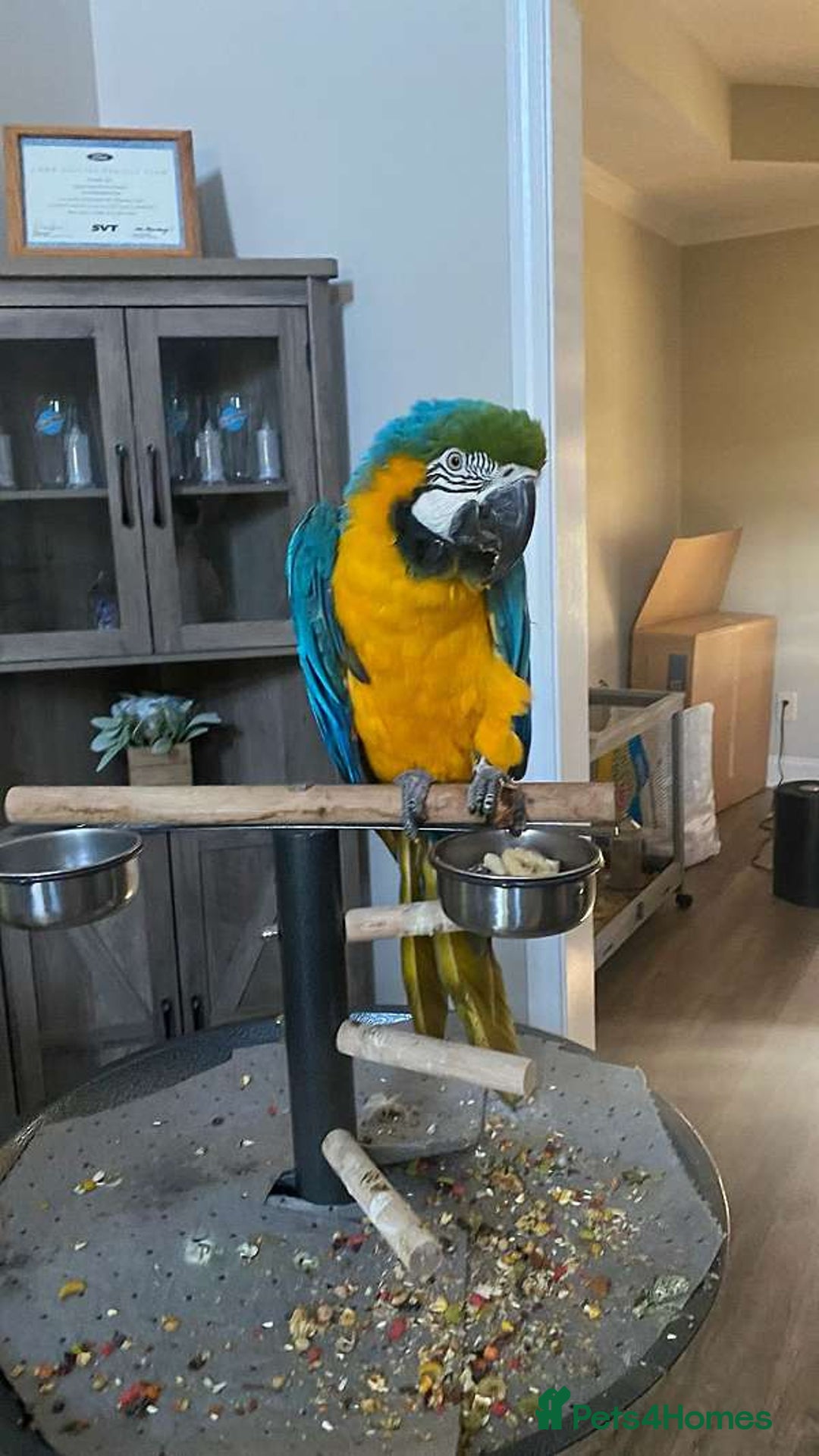Macaws birds for sale: Blue & Gold Macaw parrots - Advert 3