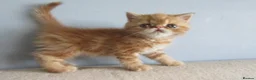 Exotic cats for sale: Lovely exotic kittens - Advert 15