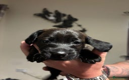 Doxiepoo dogs for sale: Doxiepoo f1 - Image 14