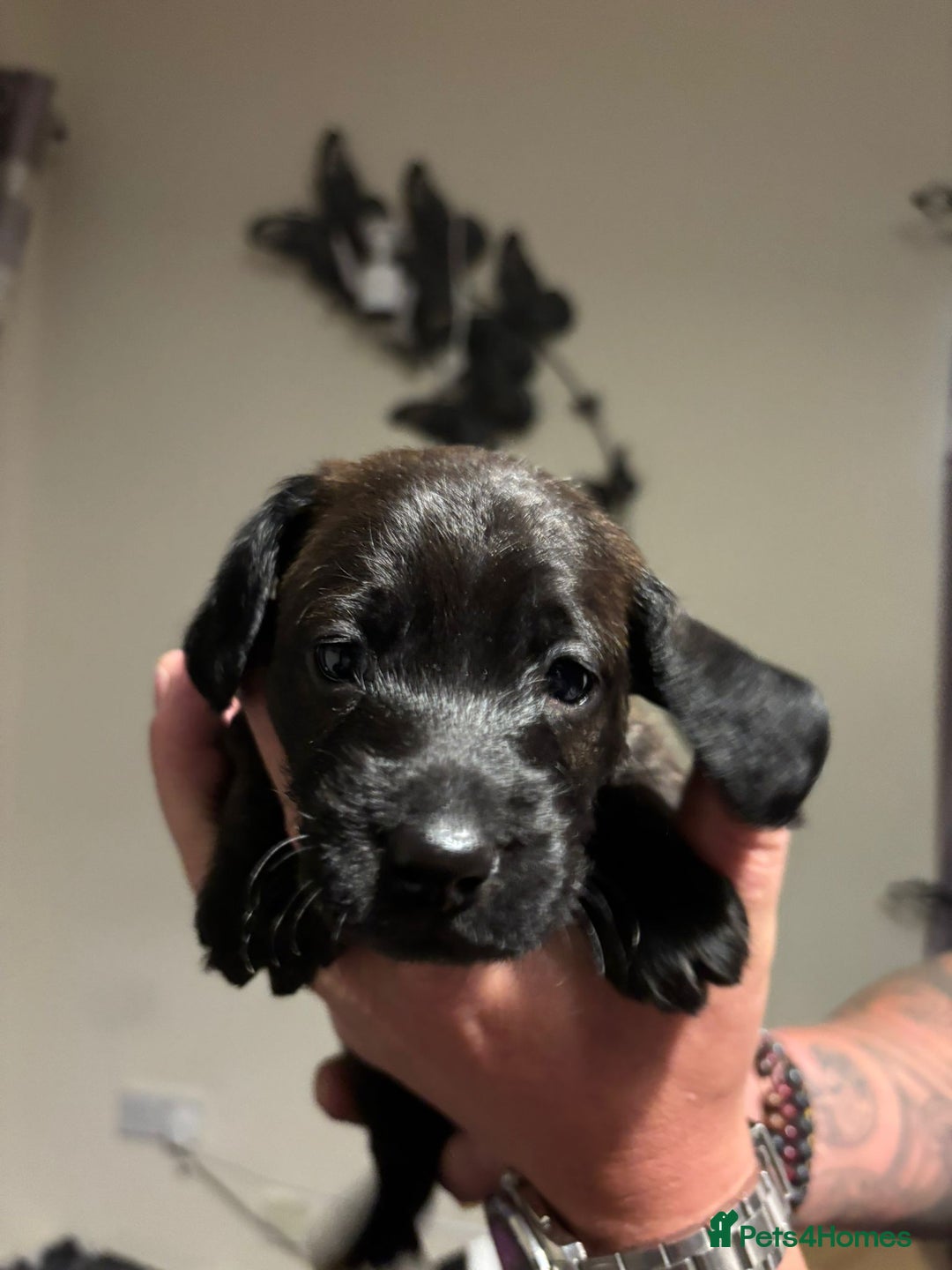 Doxiepoo dogs for sale: Doxiepoo f1 - Image 14