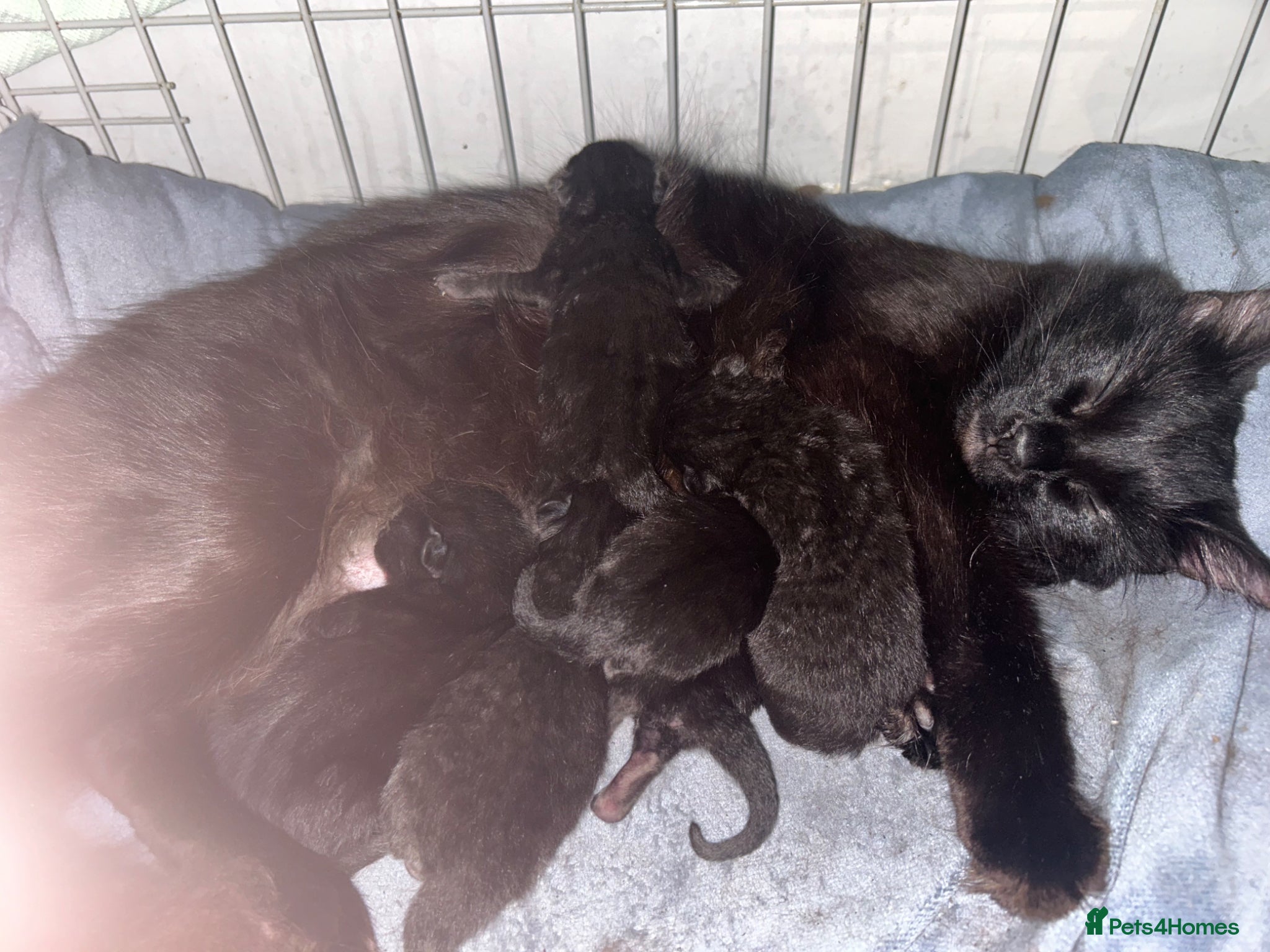 Mixed Breed cats 9 beautiful kittens  - Advert 3