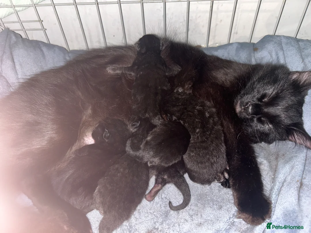 Mixed Breed cats for sale: 9 beautiful kittens  in Gateshead - Advert 1