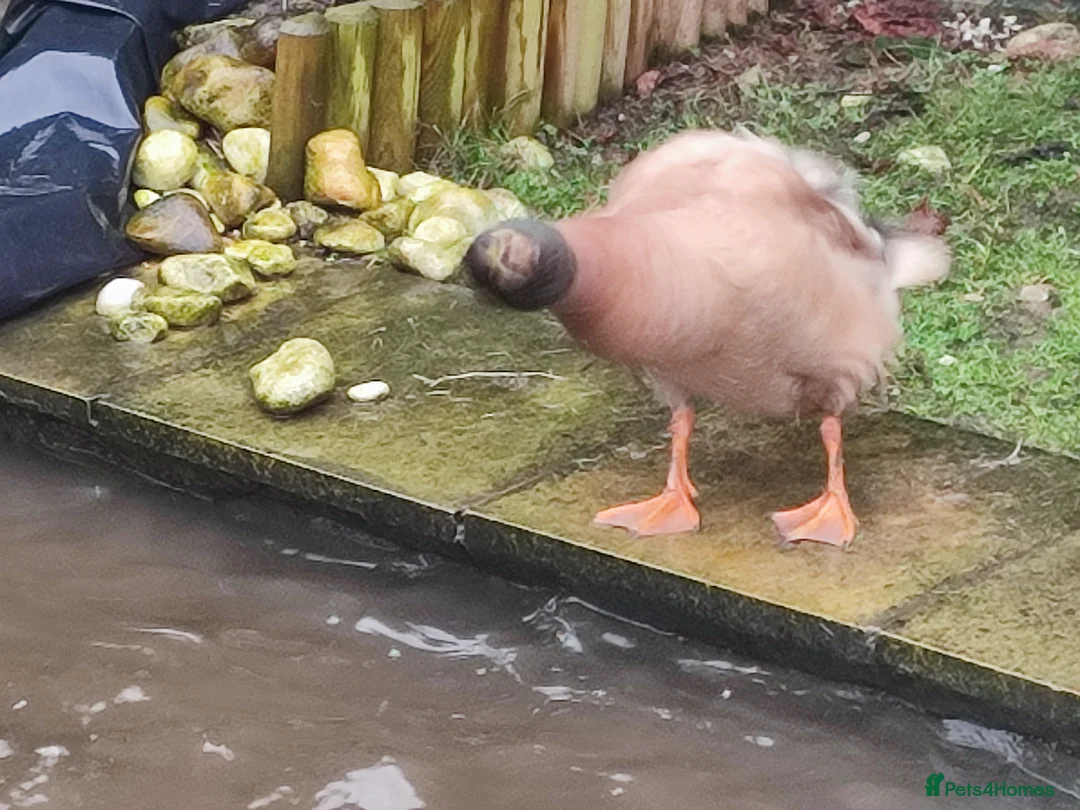 Ducks poultry for sale: 2 male ducks that need a for ever home - Advert 6