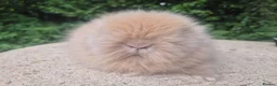 Angora rabbits for sale: ❤️STUNNING IMPORTED PARENTS- TEDDYDWERG BABIES❤️ - Advert 10