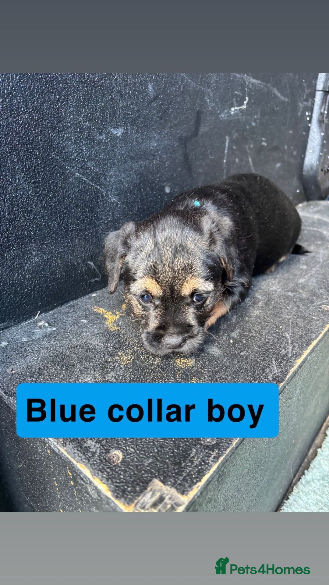 Border Terrier dogs for sale: Border terrier pups  - Advert 7