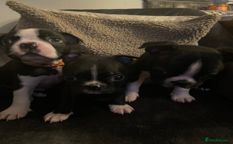 Boston Terrier dogs - Advert 1
