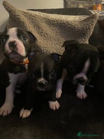 Boston Terrier dogs - Advert 3