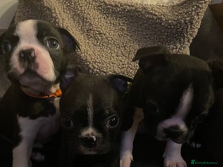 Boston Terrier dogs - Advert 2