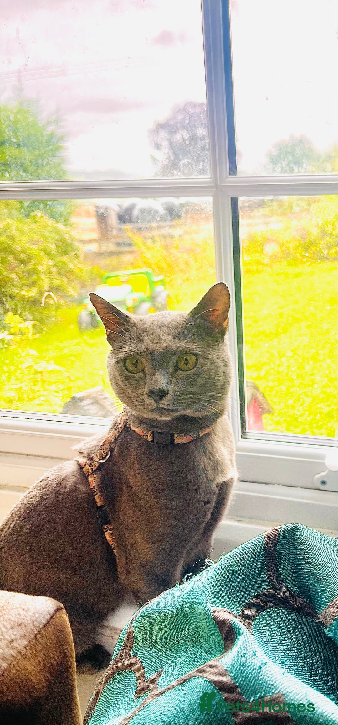 Russian Blue cats for sale: Pure Russian Blue Kittens  - Advert 6