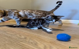 Bengal cats for sale: Ava’s Finest Pure Bengals, THREE Kittens Left. . . in Northampton - Image 33