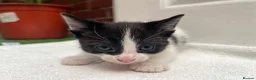 Mixed Breed cats for sale: 5 beautiful kittens ready for forever home  - Advert 4
