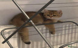 British Shorthair cats for sale: GOlD BRITISH SHORTHAIR KITTENS FOR SALE - Image 5