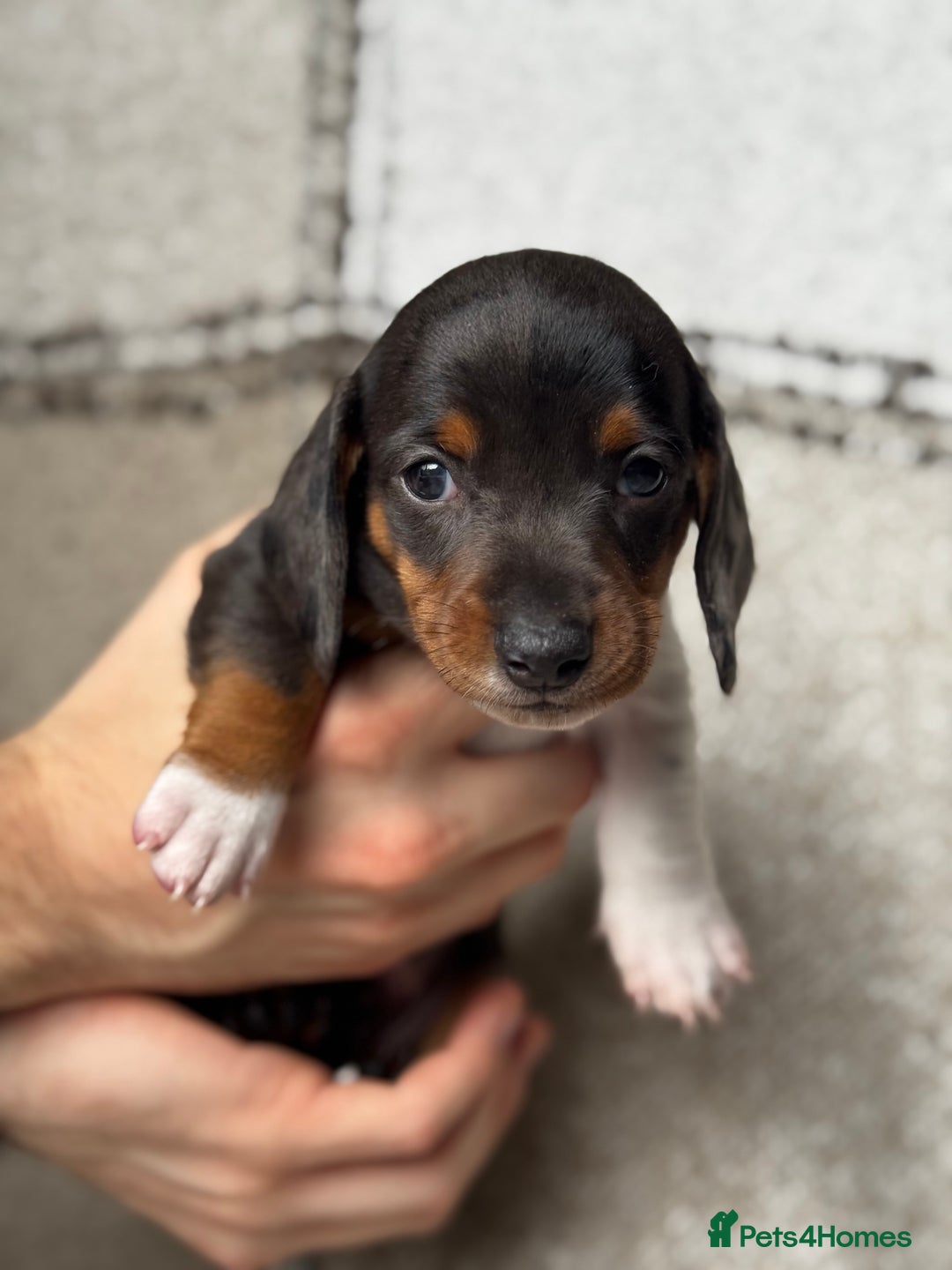 Miniature Dachshund dogs for sale: 🐶🖤STUNNING KC MINIATURE DACHSHUND PUPPIES🖤🐶 - Image 6