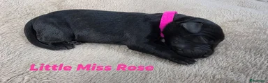 Little Miss Rose
