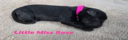 Labrador Retriever dogs for sale: KC Registered Labrador Pups  - Advert 11