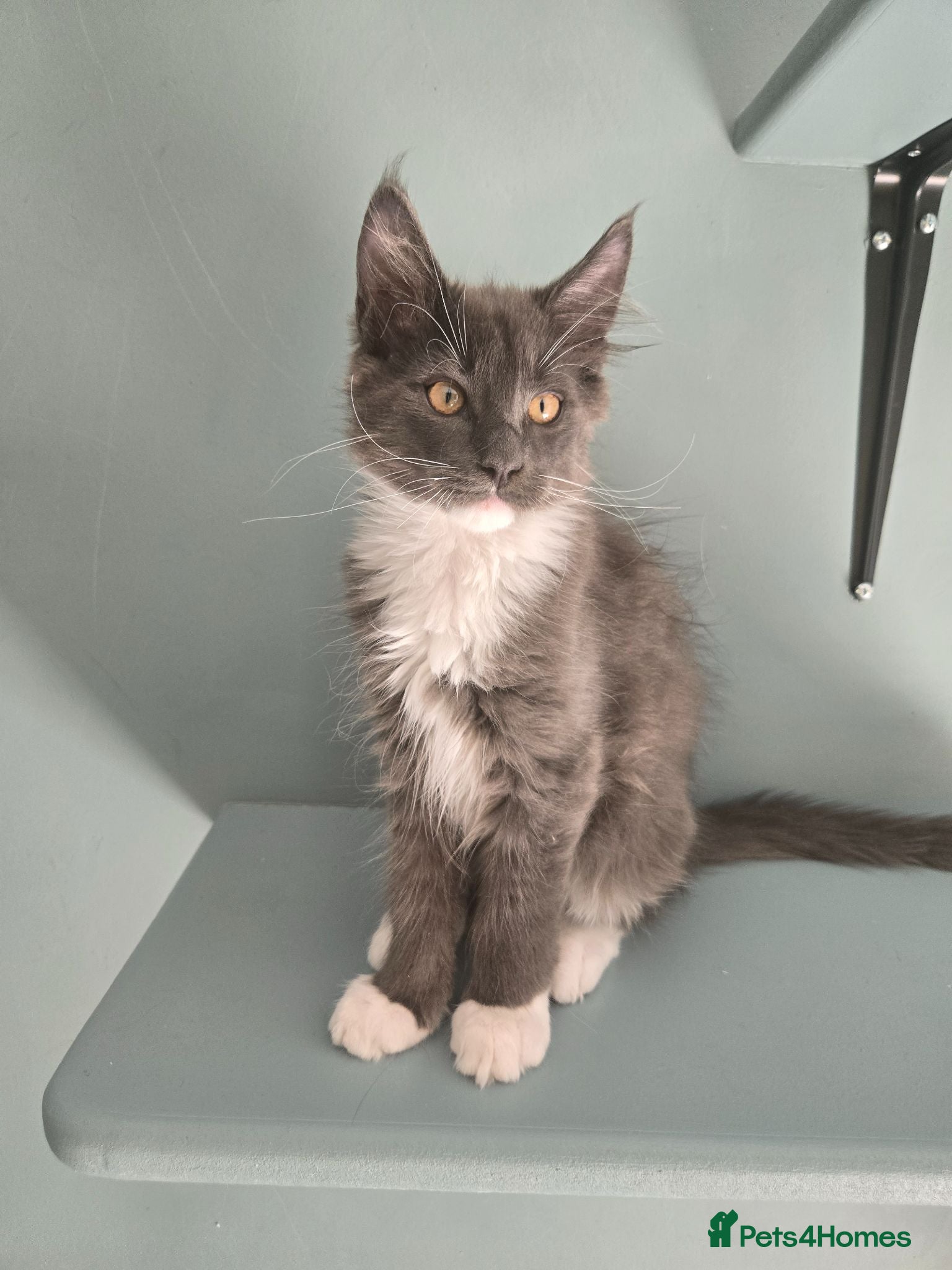Maine Coon cats Ready now - stunning gccf maine coons  - Advert 17