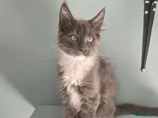 Maine Coon cats Ready now - stunning gccf maine coons - Advert 17