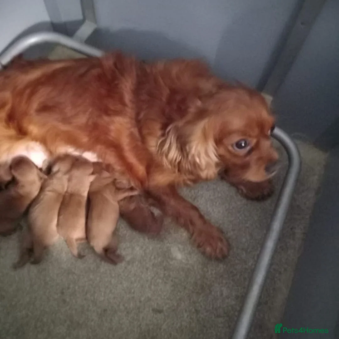 Cavapoo dogs for sale: STUNNING RED HEALTH CHECKED CAVAPOOS in Manchester - Advert 4