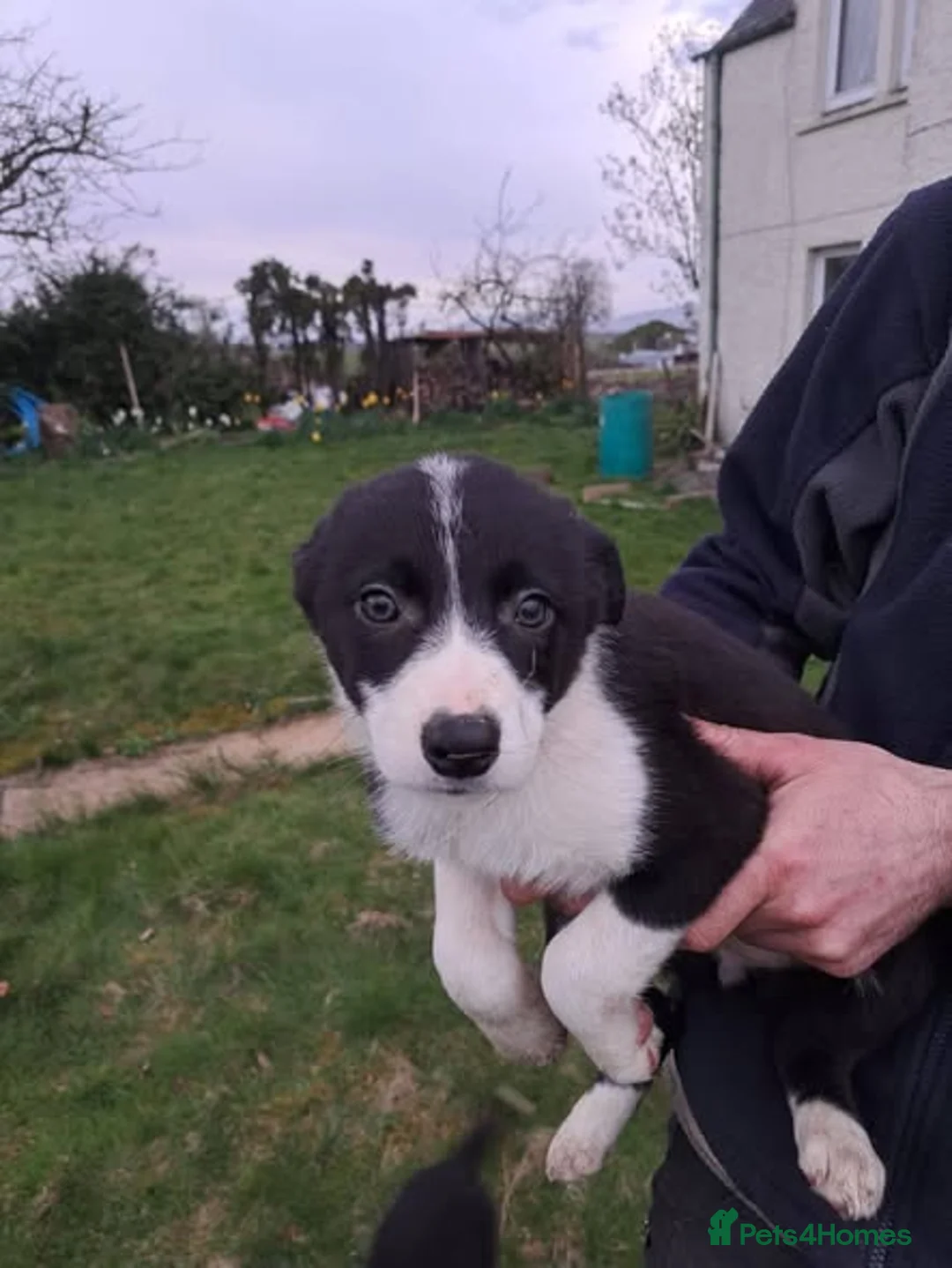 Border Collie dogs for sale: Lovely Border Collie Pups Working Sheepdog  - Advert 6