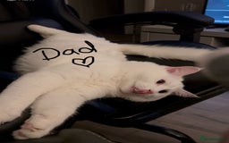 Ragdoll cats for sale: Turkish Angora/Ragdoll pure white kitten x - Image 8