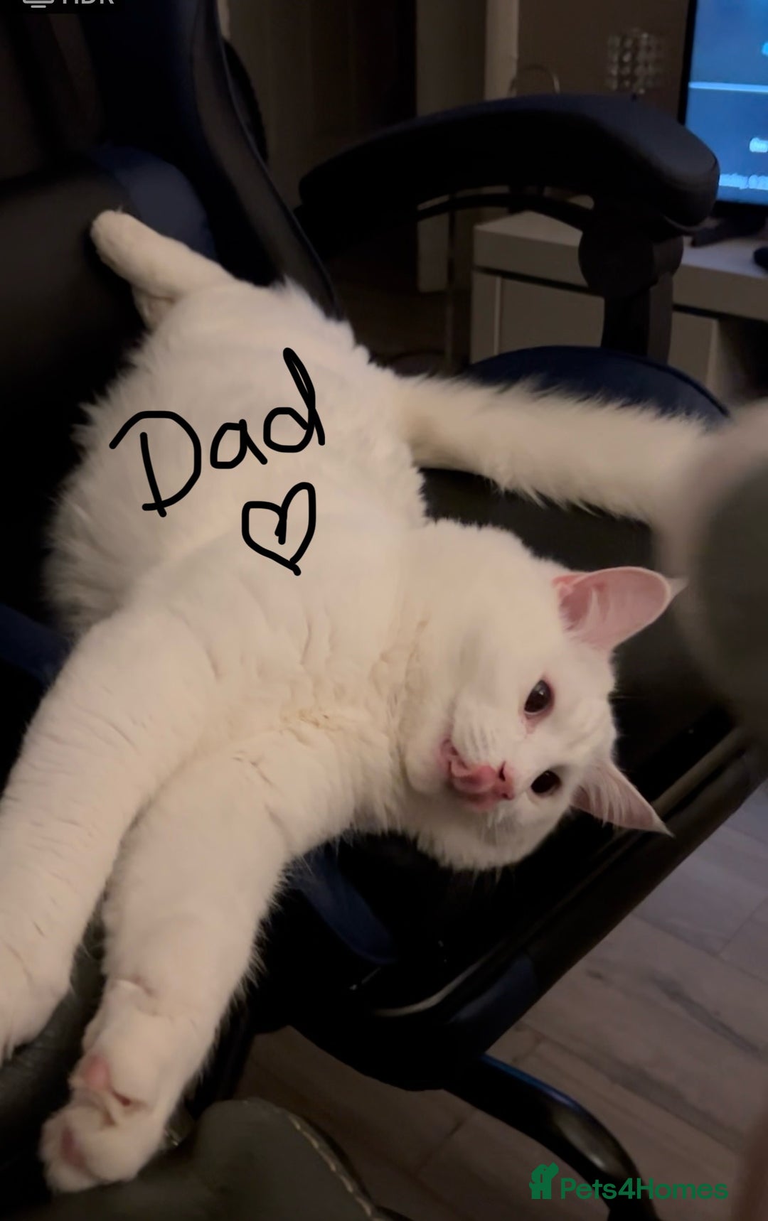 Ragdoll cats for sale: Turkish Angora/Ragdoll pure white kitten x - Image 8