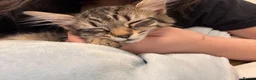 Mixed Breed cats for sale: tabby kitten for Adoption - Advert 2