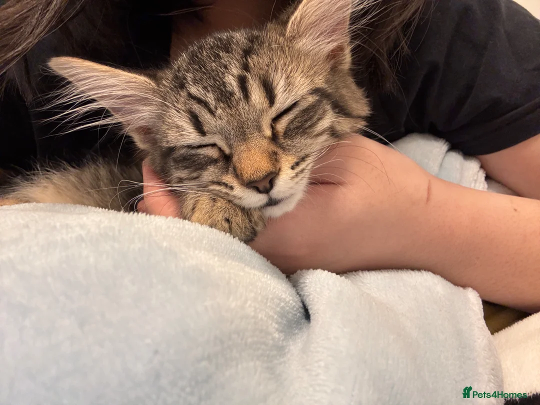 Mixed Breed cats for sale: tabby kitten for Adoption - Advert 2