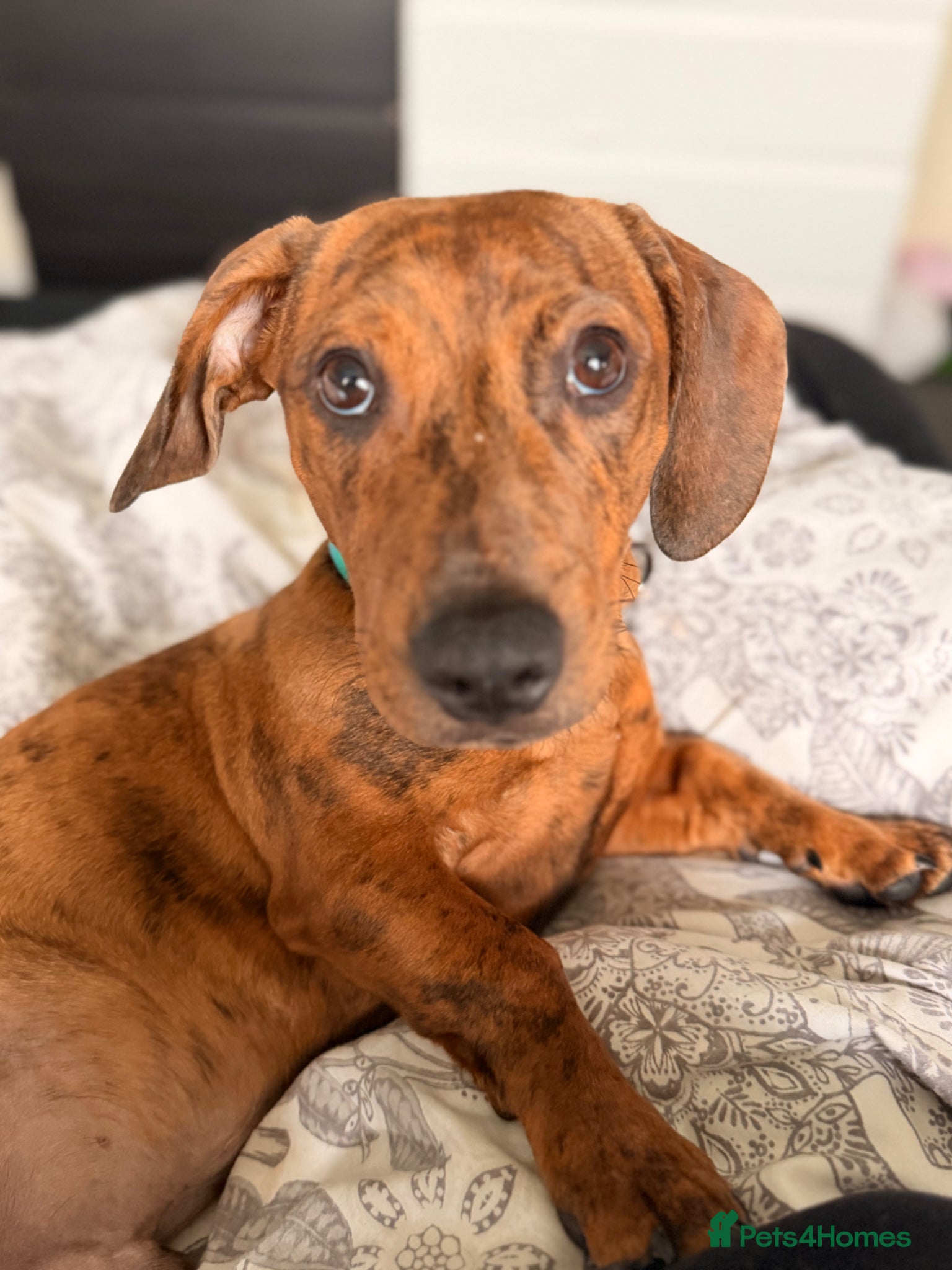 Mixed Breed dogs Sausage dog cross staffy  - Advert 11